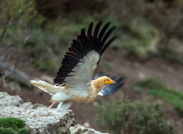 Le Percnoptère d’Égypte