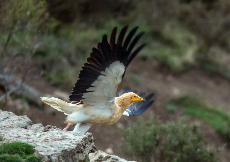 Le Percnoptère d’Égypte