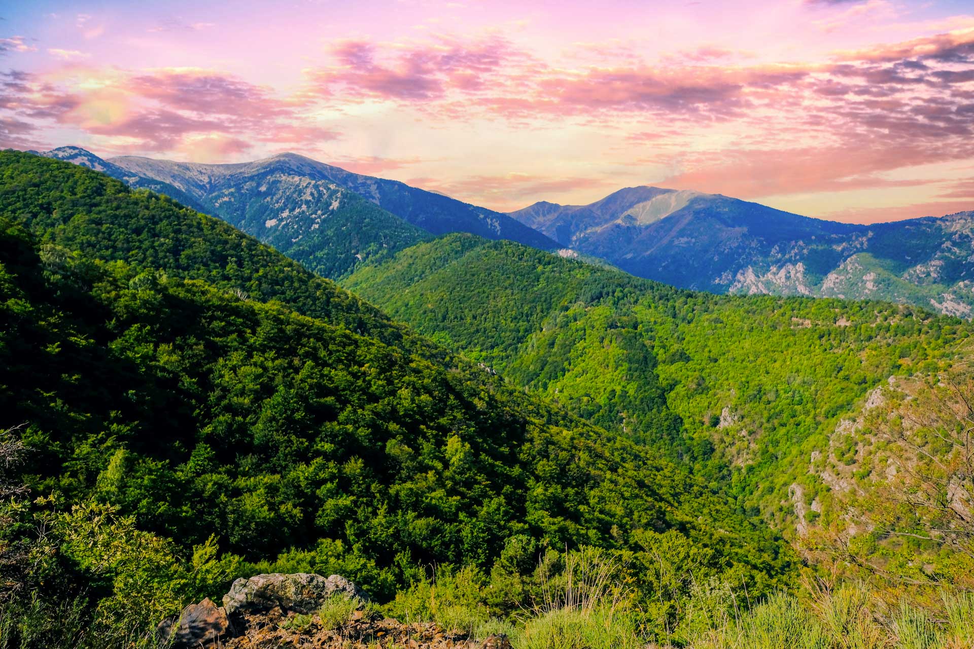 Cette image présente un magnifique paysage de montagne. À l'avant-plan, des collines et des vallées verdoyantes sont recouvertes de forêts denses. Au loin, des montagnes imposantes se dressent majestueusement sous un ciel vibrant et coloré. Le ciel passe de teintes douces de rose et de violet près de l'horizon à des nuances plus vives d'orange et de jaune, alors que le soleil se couche, baignant la scène d'une lumière chaleureuse. La beauté naturelle de ce paysage, avec son contraste entre la végétation luxuriante et les formations rocheuses, inspire calme et intemporalité. Cela pourrait être une vue typique de régions comme le Vallespir ou le Canigó, réputées pour leurs panoramas époustouflants et leur riche biodiversité, idéale pour promouvoir des activités en plein air, des randonnées ou l'éco-tourisme.