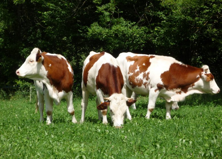 DAIRY FROMAGERIE DU MAS GUITER