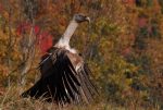 ®miot jacques SORTIES À LA RÉSERVE NATURELLE DE PRATS-DE-MOLLO-LA-PRESTE