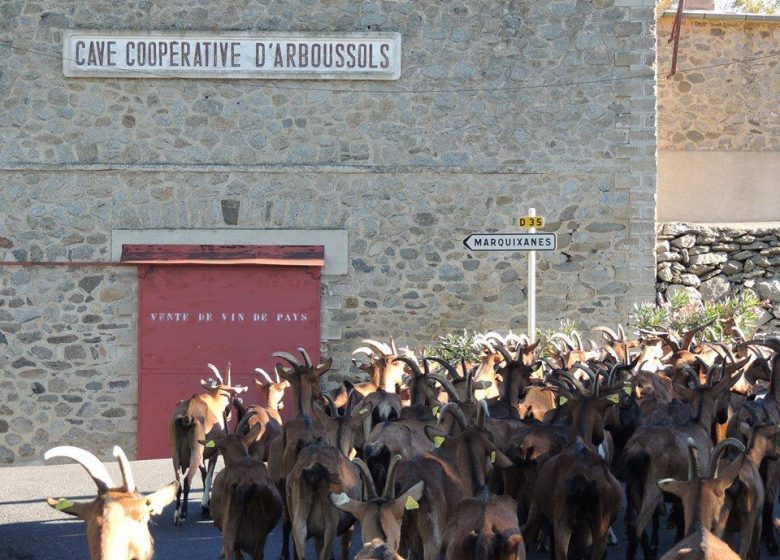 LA BÊLE CHÈVRE