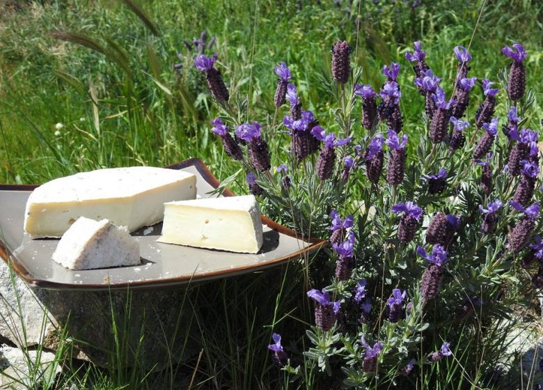 LA BÊLE CHÈVRE