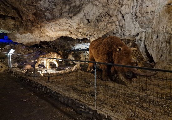 COVA BASTERA – DINOPEDIA EXPERIENCE