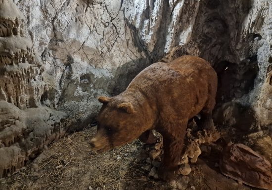 COVA BASTERA – DINOPEDIA EXPERIENCE