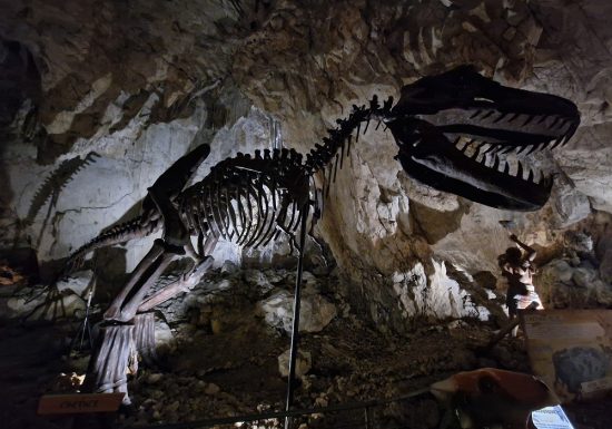 COVA BASTERA – DINOPEDIA EXPERIENCE