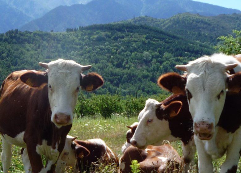 DAIRY FROMAGERIE DU MAS GUITER