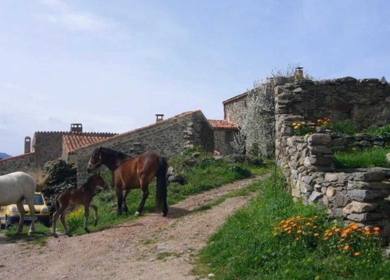 BALLESTERA
