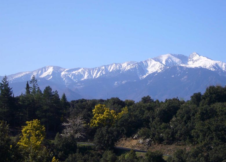 BALLESTERA