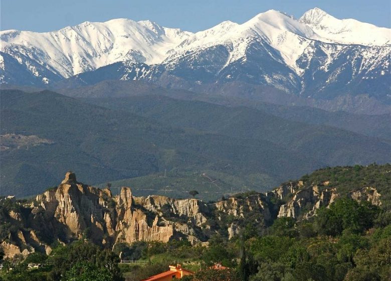 LES AGAVES