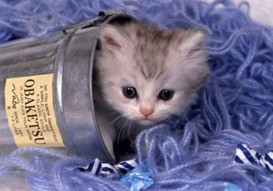 PROTECTION ANIMALE AMELIENNE