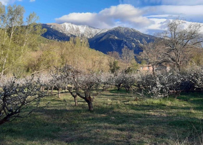 LA POMMERAIE DU CANIGOU