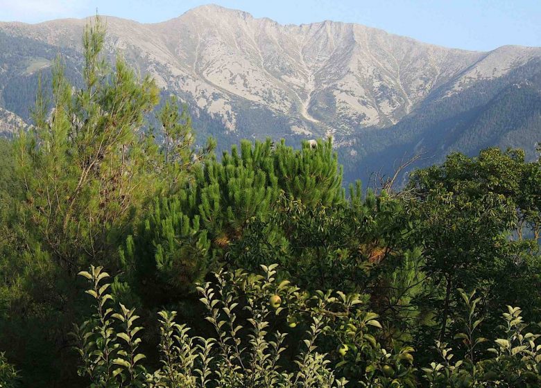 LA POMMERAIE DU CANIGOU