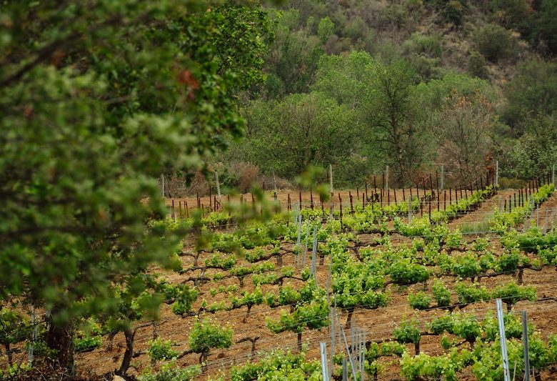 PASS CANIGO : EXCURSION PATRIMOINE ET TERROIR