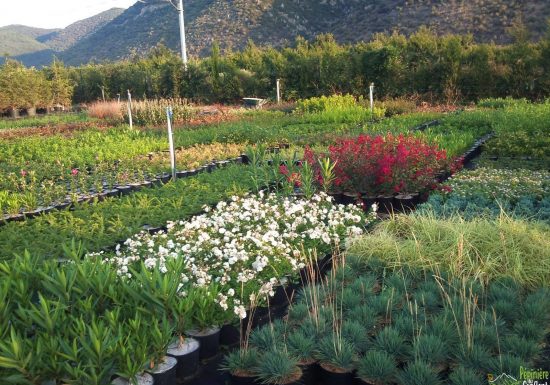 PÉPINIÈRE DU CONFLENT PLANTS D’ARBRES, ARBUSTES ET FRUITIERS ADAPTES A NOTRE TERRITOIRE