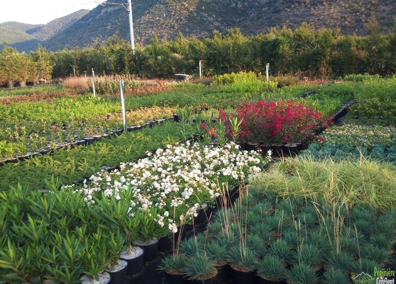 PÉPINIÈRE DU CONFLENT PLANTS D’ARBRES, ARBUSTES ET FRUITIERS ADAPTES A NOTRE TERRITOIRE