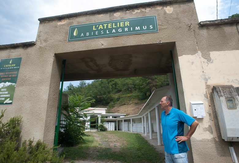 ABIES LÁGRIMO