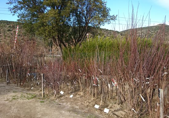 PÉPINIÈRE DU CONFLENT PLANTS D’ARBRES, ARBUSTES ET FRUITIERS ADAPTES A NOTRE TERRITOIRE