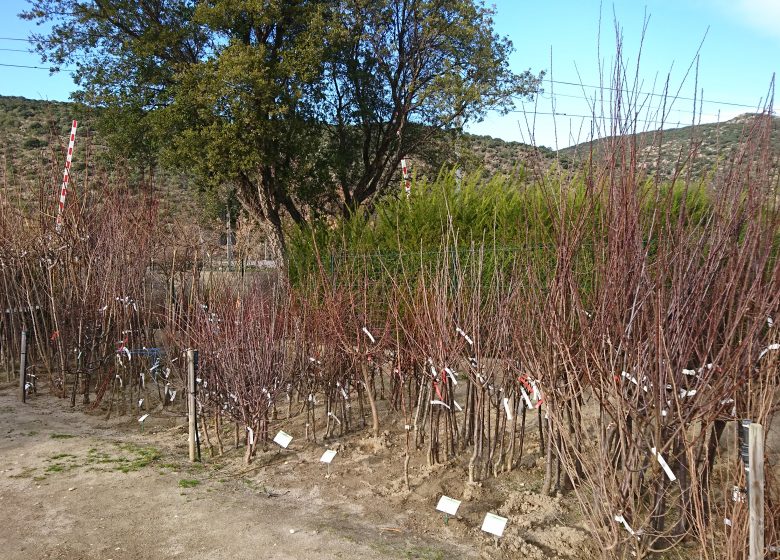 CONFLENT VIVERO PLANTAS DE ÁRBOLES, ARBUSTOS Y FRUTALES ADAPTADOS A NUESTRO TERRITORIO