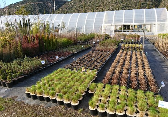 PÉPINIÈRE DU CONFLENT PLANTS D’ARBRES, ARBUSTES ET FRUITIERS ADAPTES A NOTRE TERRITOIRE