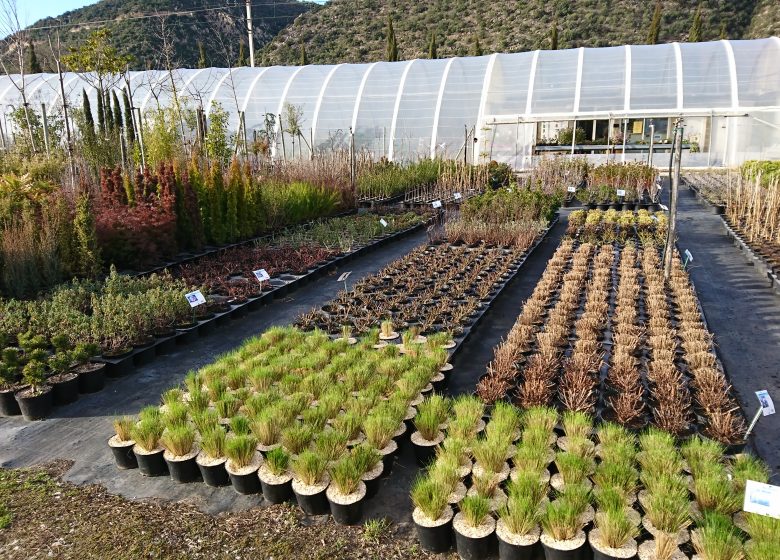 CONFLENT NURSERY TREE PLANTS, SHRUBS AND FRUIT TREES ADAPTED TO OUR TERRITORY