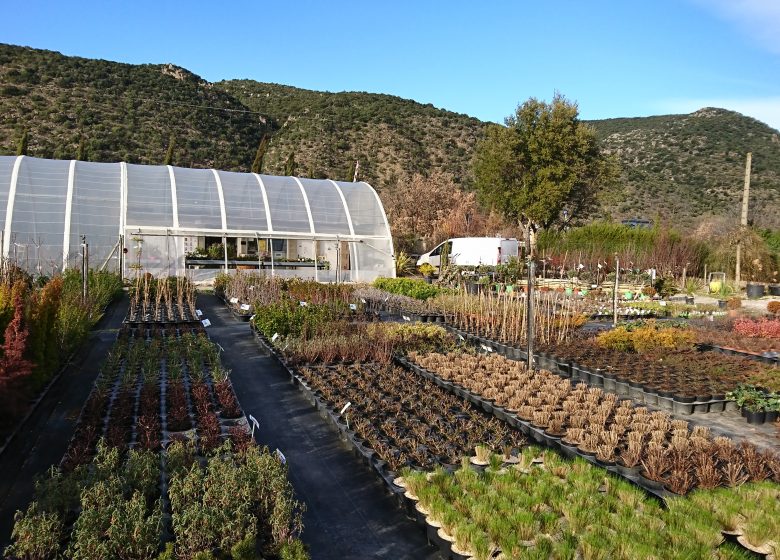 CONFLENT NURSERY TREE PLANTS, SHRUBS AND FRUIT TREES ADAPTED TO OUR TERRITORY
