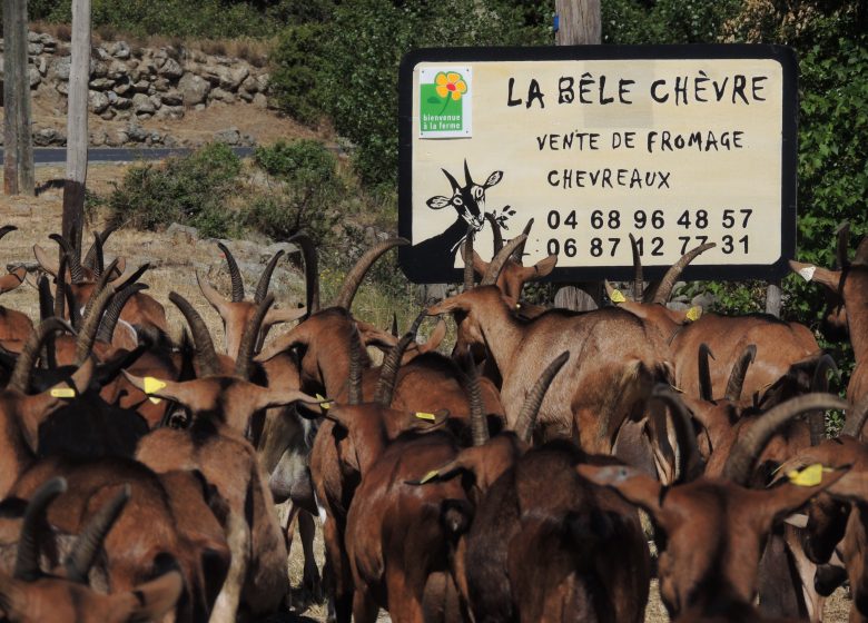 LA BÊLE CHÈVRE