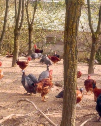 EARL AVICOLE DU HAUT VALLESPIR