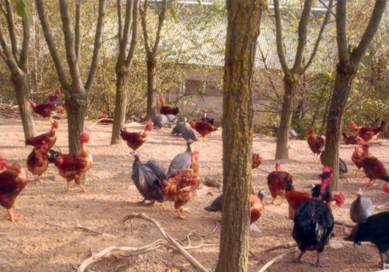 EARL AVICOLE DU HAUT VALLESPIR