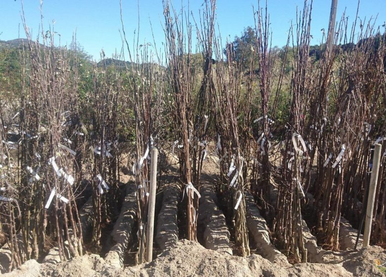 CONFLENT NURSERY TREE PLANTS, SHRUBS AND FRUIT TREES ADAPTED TO OUR TERRITORY