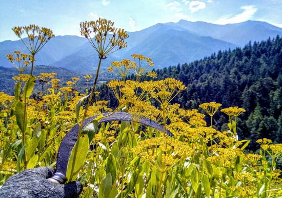 FLORALUNA HUILES ESSENTIELLES BIO