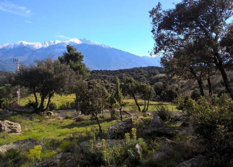 AUX IRIS GRAVAS