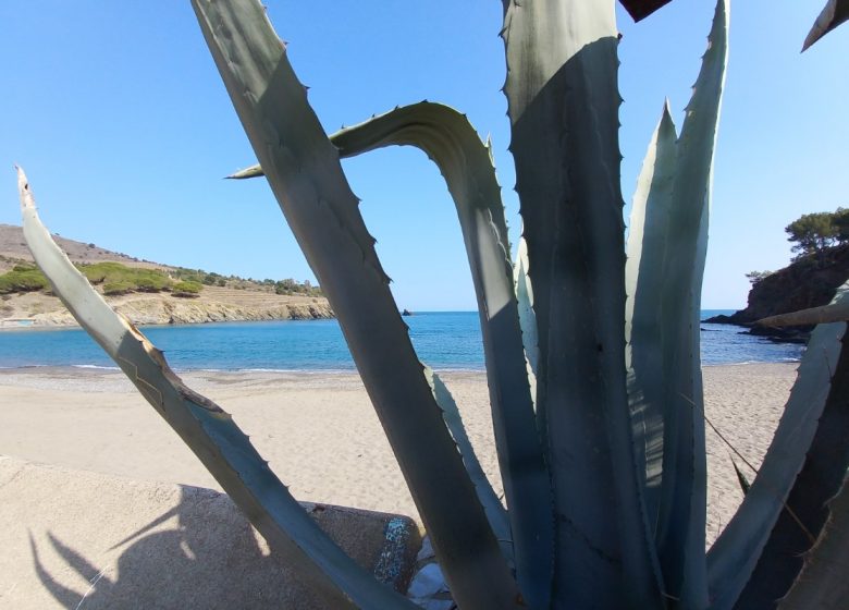 AUX IRIS GRAVAS