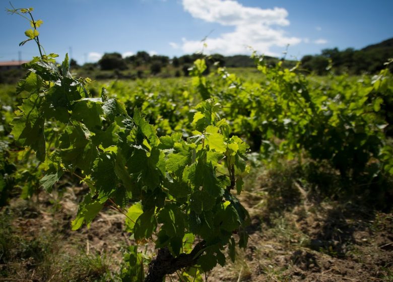 DOMAINE DES TROIS ORRIS