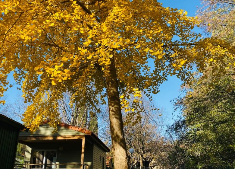 CAMPING LES PORTES DU CANIGOU