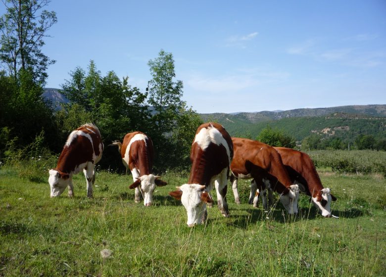 DAIRY FROMAGERIE DU MAS GUITER