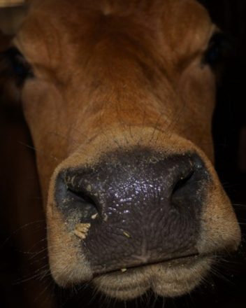 FROMAGERIE DU MOLI D’EN DAGUES