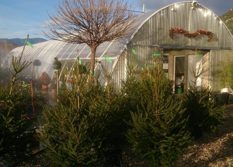 CONFLENT NURSERY TREE PLANTS, SHRUBS AND FRUIT TREES ADAPTED TO OUR TERRITORY