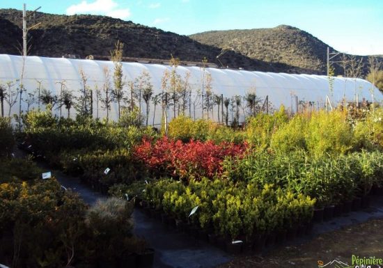 PÉPINIÈRE DU CONFLENT PLANTS D’ARBRES, ARBUSTES ET FRUITIERS ADAPTES A NOTRE TERRITOIRE