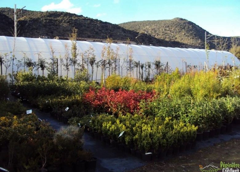 CONFLENT NURSERY TREE PLANTS, SHRUBS AND FRUIT TREES ADAPTED TO OUR TERRITORY