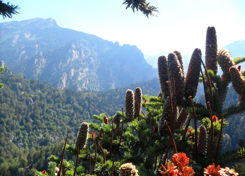 ABIES LÁGRIMO