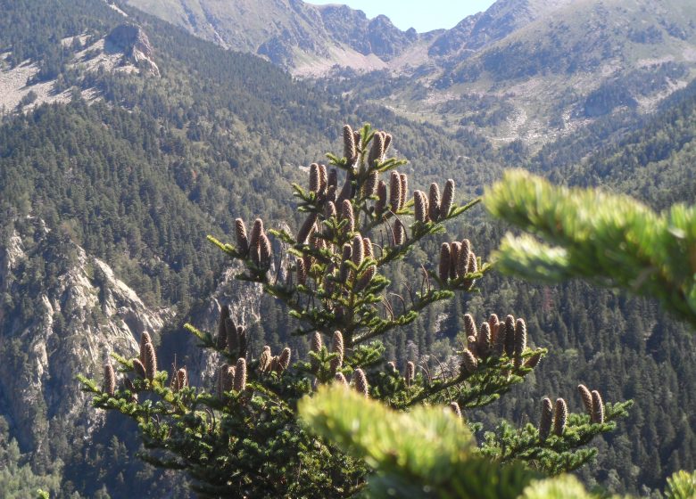 ABIES LÁGRIMO