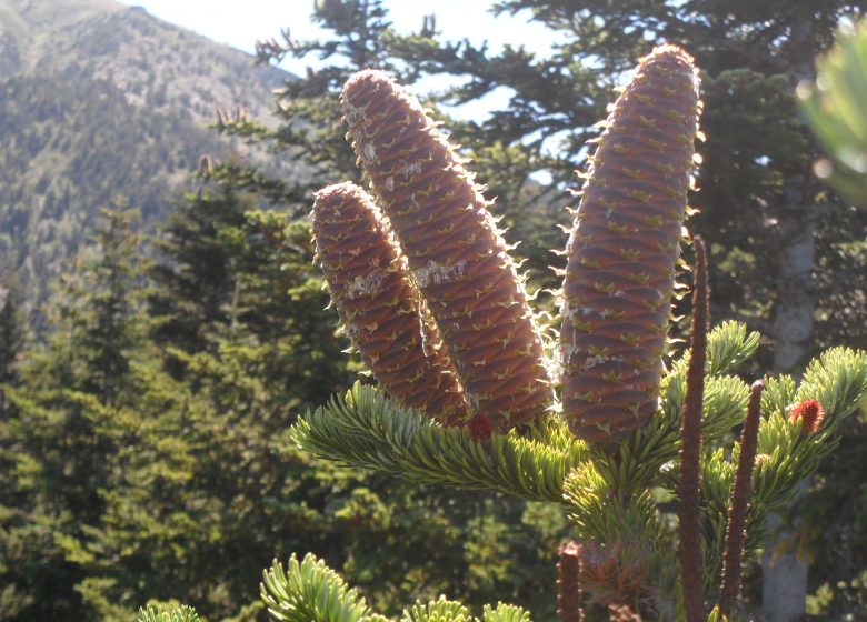 ABIES LÁGRIMO