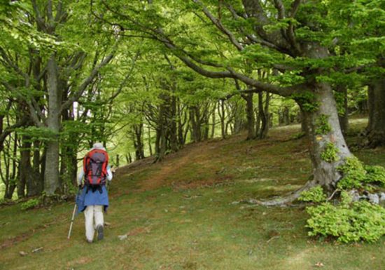 LES SENTIERS DE PYRENE