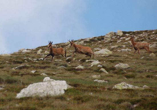 LES SENTIERS DE PYRENE