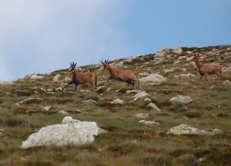 SENDEROS DEL PIRINEO