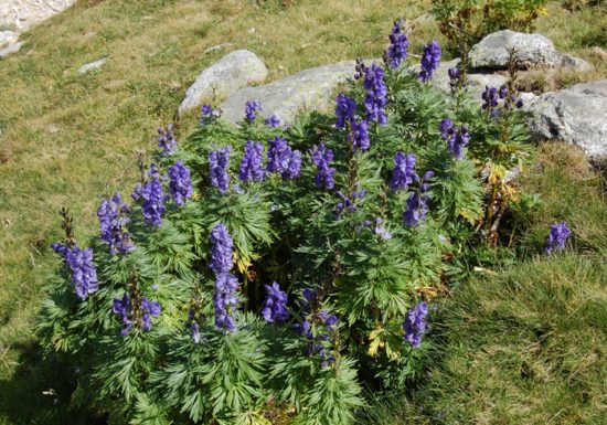 LES SENTIERS DE PYRENE