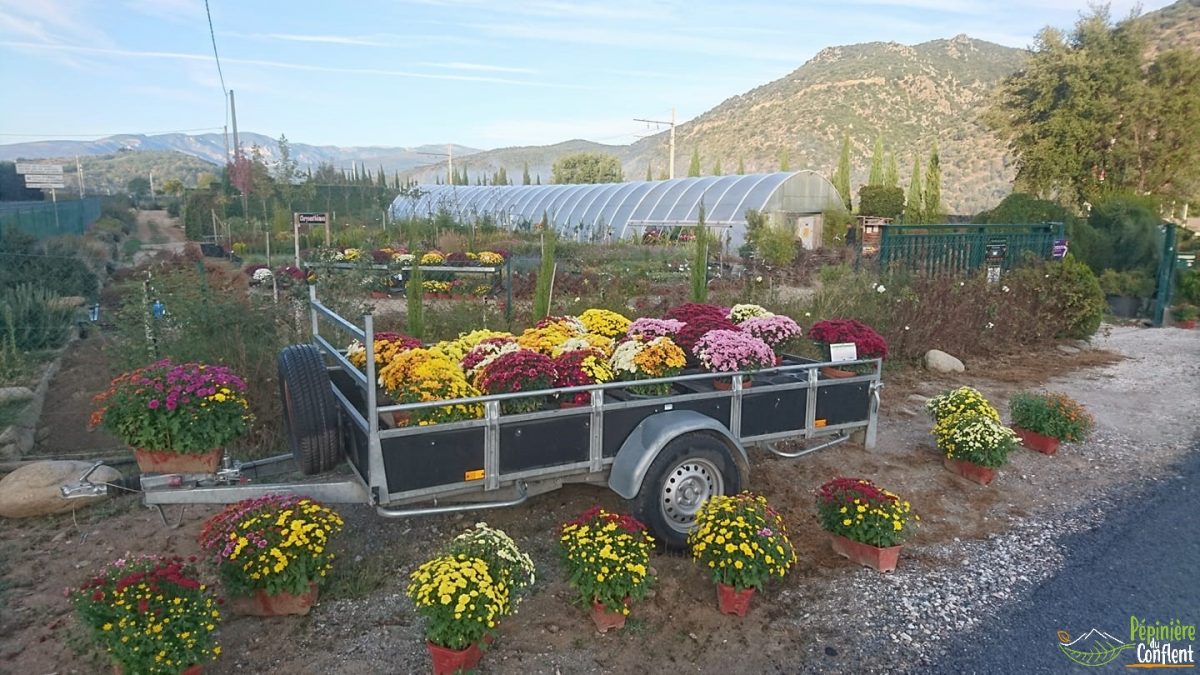 Bûche de support  Pépinière du Conflent Jardinerie et Pepiniere à Vinça,  près de Prades, Ille-sur-Têt et Millas