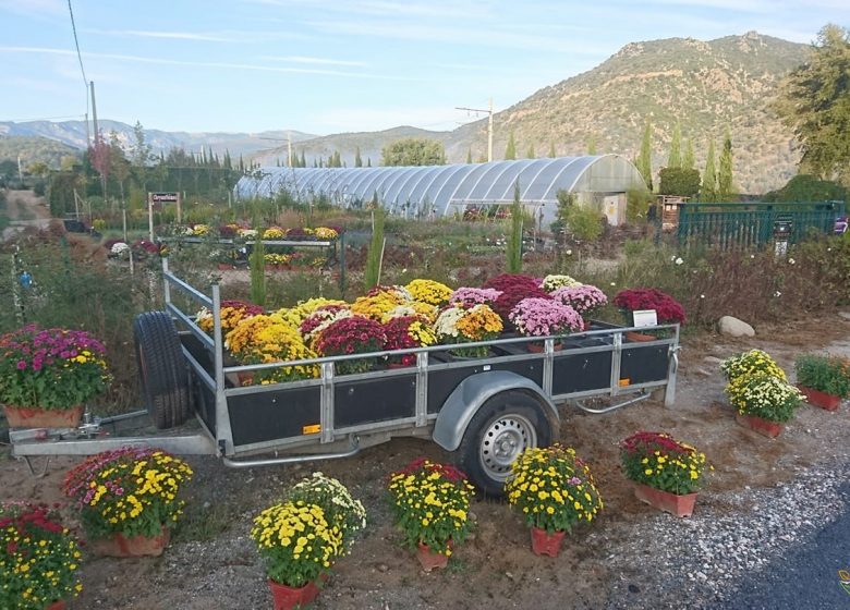 CONFLENT VIVERO PLANTAS DE ÁRBOLES, ARBUSTOS Y FRUTALES ADAPTADOS A NUESTRO TERRITORIO