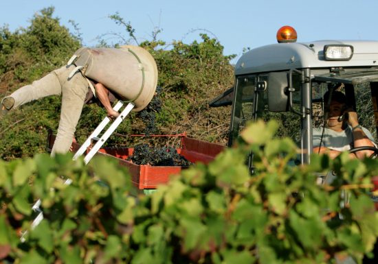 LES VIGNERONS EN TERRES PLURIELLES